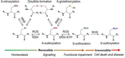 Proteomic Approaches to Study Cysteine Oxidation: Applications in Neurodegenerative Diseases